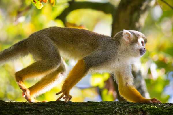 Turrialba Volcano and Rain Forest Tour