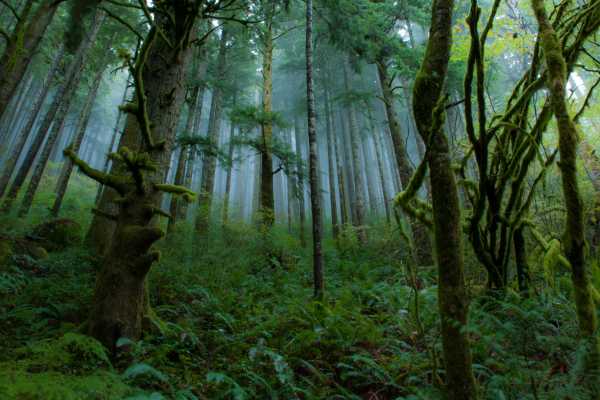 Turrialba Volcano and Rain Forest Tour