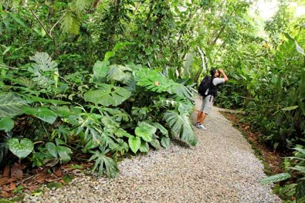 Turrialba Volcano and Rain Forest Tour