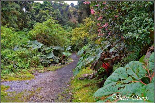 Turrialba Volcano and Rain Forest Tour