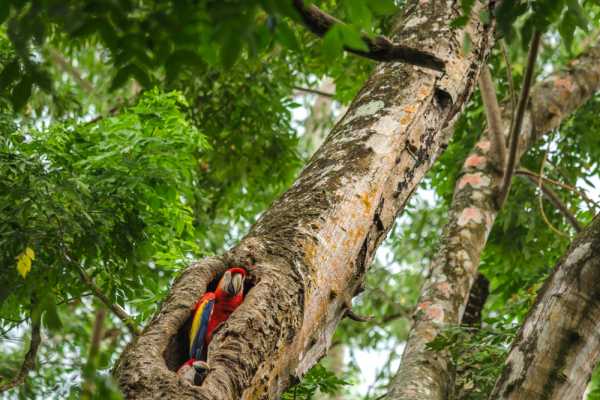 Turrialba Volcano and Rain Forest Tour