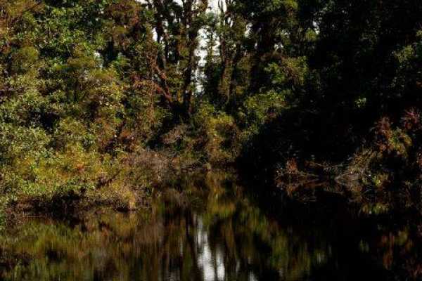 Turrialba Volcano and Rain Forest Tour