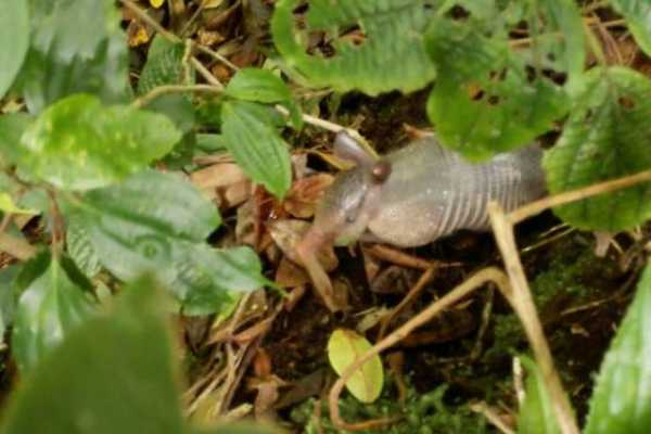 Turrialba Volcano and Rain Forest Tour