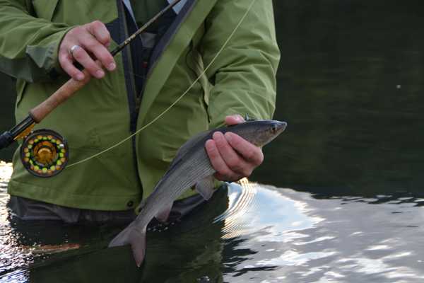 Fluefiske med guide - privat tur
