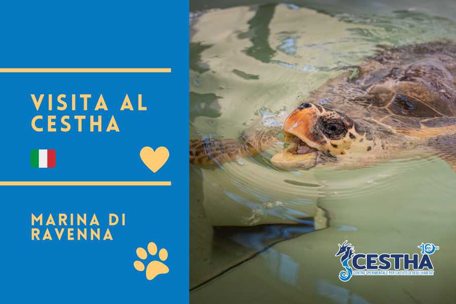 Ravenna Incoming (ERW) Happy Hour with Turtles