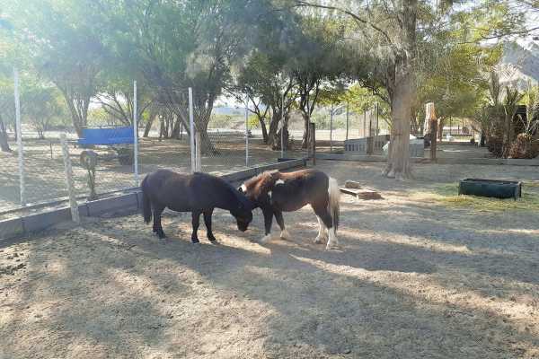 Walvis Bay Shore Excursion ( Treasures of the Namib Tour)