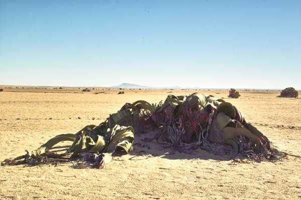 Walvis Bay Shore Excursion ( Treasures of the Namib Tour)