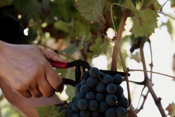 Wine & Food Experience Etna Nord - 4 Etichette