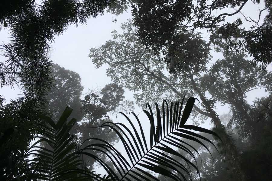 Andes Ecotours Chicaque Cloud Forest Hike