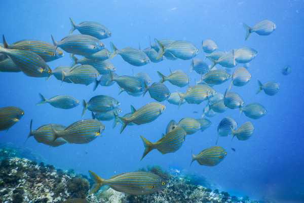 Seagull's Rocks Snorkeling