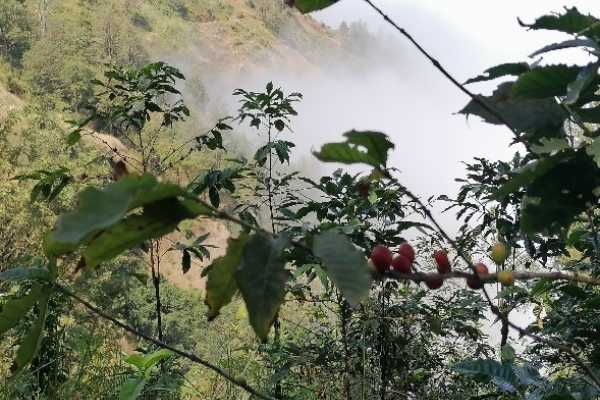 Caminhada Ch&atilde; das Caldeiras, floresta Monte Velha e Mosteiros