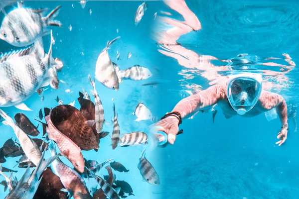 Snorkeling Trip At Satayh Dolphin Reef | Marsa Alam Day