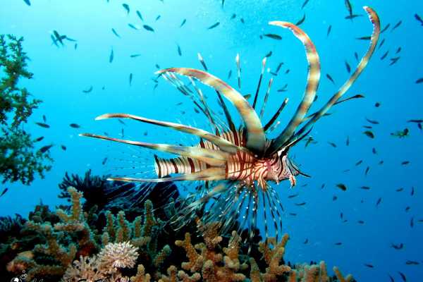 Snorkeling Trip At Satayh Dolphin Reef | Marsa Alam Day