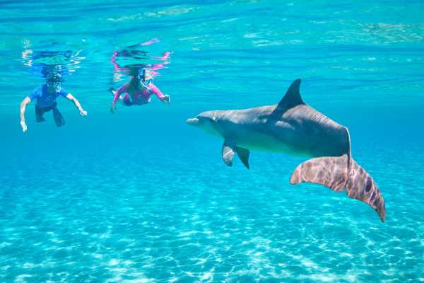 Snorkeling Trip At Satayh Dolphin Reef | Marsa Alam Day