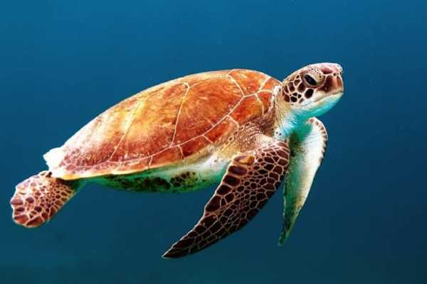 Marsa Alam: Abu Dabbab Snorkeling Tour from Marsa Alam | El gouna Tours