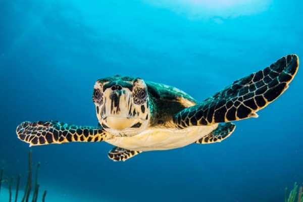 Marsa Alam: Abu Dabbab Snorkeling Tour from Marsa Alam | El gouna Tours