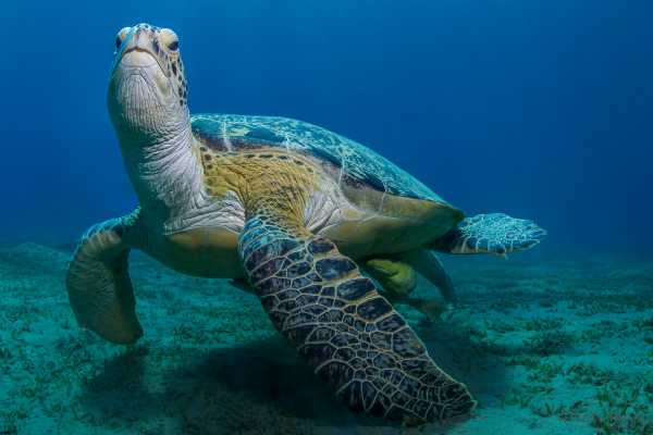 Marsa Alam: Abu Dabbab Snorkeling Tour from Marsa Alam | El gouna Tours