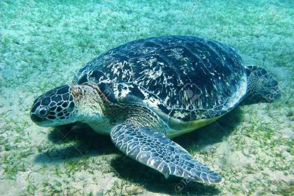 Marsa Alam: Abu Dabbab Snorkeling Tour from Marsa Alam | El gouna Tours