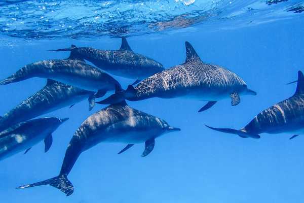 Day Snorkeling Excursions To Sharm EL Lulli And Wadi EL Qulaan