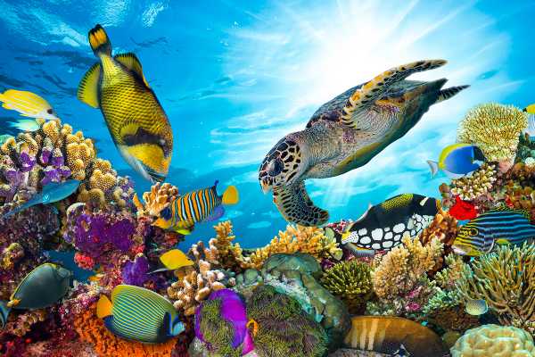 Port Galib Intro Diving Excursion From Marsaalam