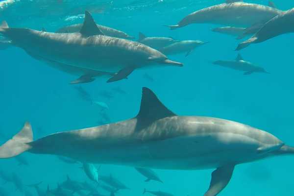Port Galib Intro Diving Excursion From Marsaalam