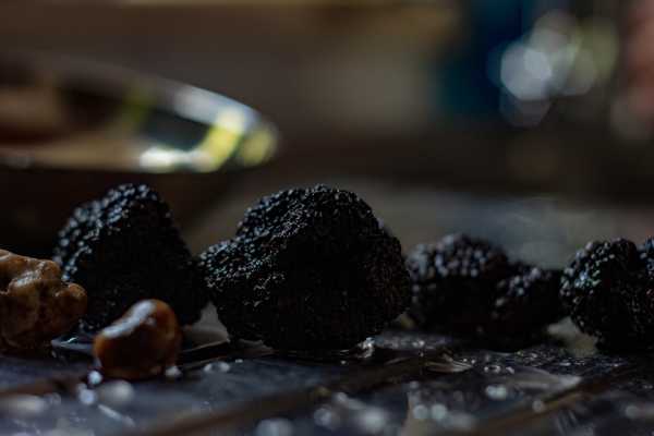 Caccia al tartufo con pranzo in ristorante a Palazzolo Acreide