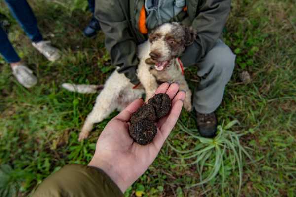 Caccia al tartufo con pranzo in ristorante a Palazzolo Acreide