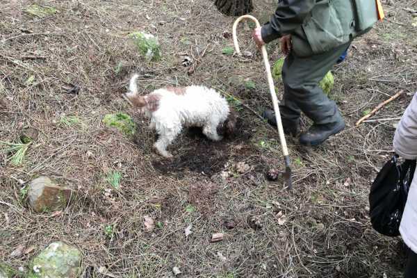 Caccia al tartufo con pranzo in ristorante a Palazzolo Acreide
