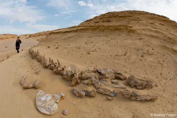 Wadi Al Hitan day trip from Cairo