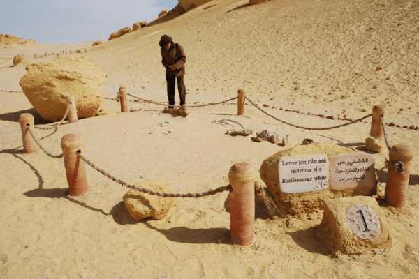 3 Days trip wadi el Hitan and Fayoum Oasis from Cairo