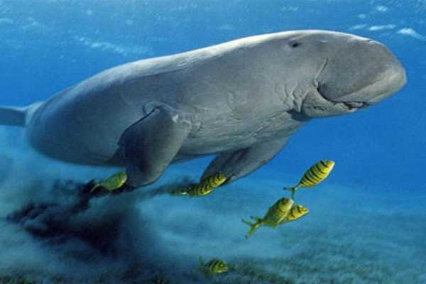 Abu Dabbab Dugong snorkeling excursions from Hurghada