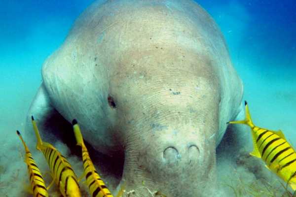 Abu Dabbab Dugong snorkeling excursions from Hurghada