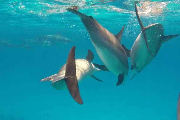 Utopia island Snorkeling in Hurghada