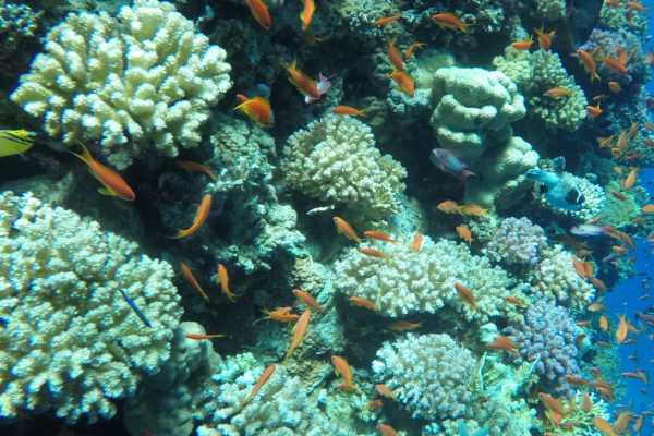 Tiran Island Snorkeling Boat Excursion From Sharm el Sheikh