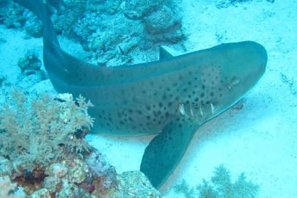Tiran Island Snorkeling Boat Excursion From Sharm el Sheikh