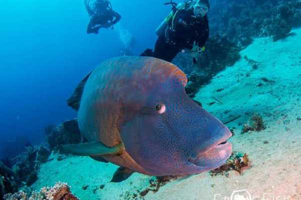 Tiran Island Snorkeling Boat Excursion From Sharm el Sheikh