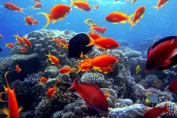 Tiran Island Snorkeling Boat Excursion From Sharm el Sheikh