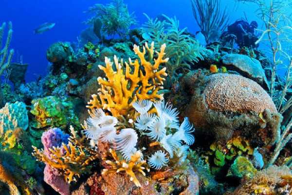 Tiran Island Snorkeling Boat Excursion From Sharm el Sheikh