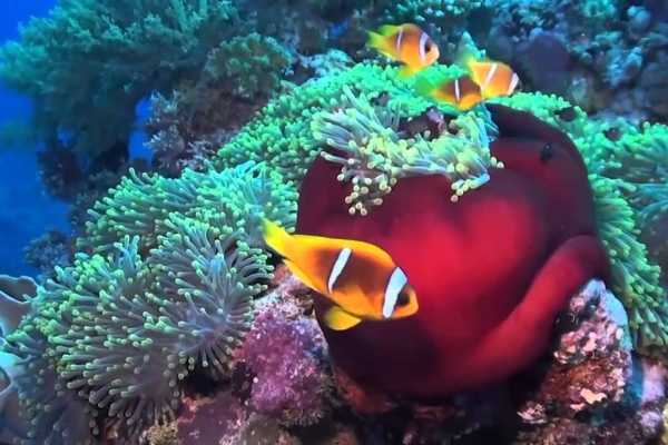 Tiran Island Snorkeling Boat Excursion From Sharm el Sheikh