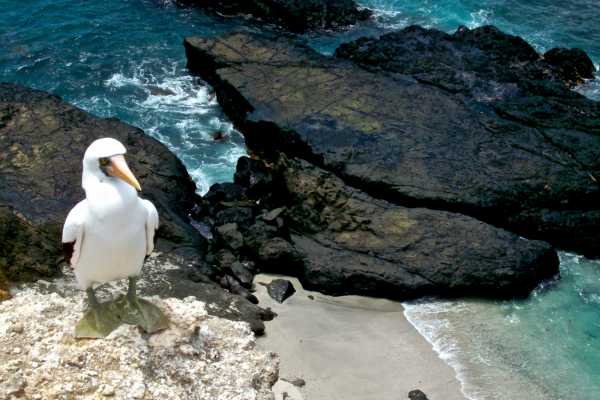 PACKAGE HOTEL | WHALE WATCHING |ISLA DE LA PLATA TOUR| PUERTO LOPEZ  |ECUADOR