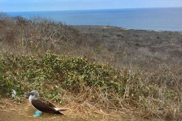 PACKAGE HOTEL | WHALE WATCHING |ISLA DE LA PLATA TOUR| PUERTO LOPEZ  |ECUADOR