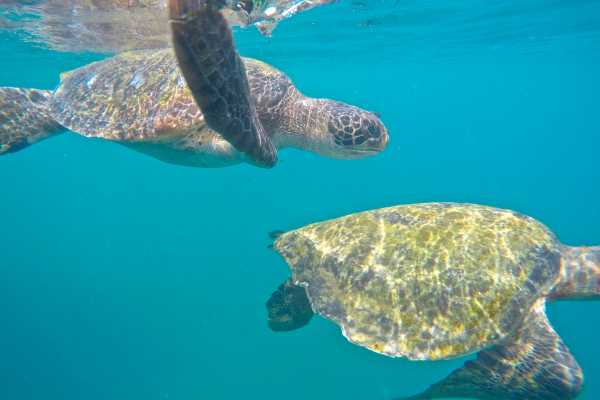 PACKAGE HOTEL | WHALE WATCHING |ISLA DE LA PLATA TOUR| PUERTO LOPEZ  |ECUADOR