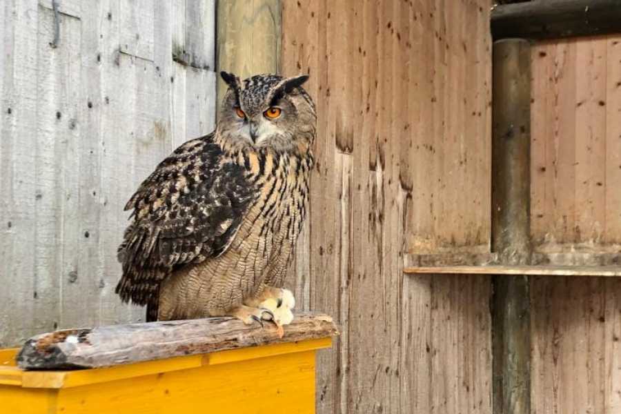 Outdoor Switzerland AG Snowshoe Tour: Wetterhorn Grindelwald