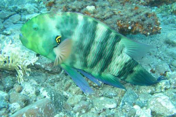 semi submarine El Gouna Egypt red sea Excursions