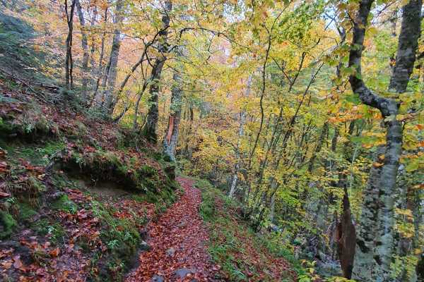 Trekking privato al bosco delle fate di Gambarie a Reggio Calabria