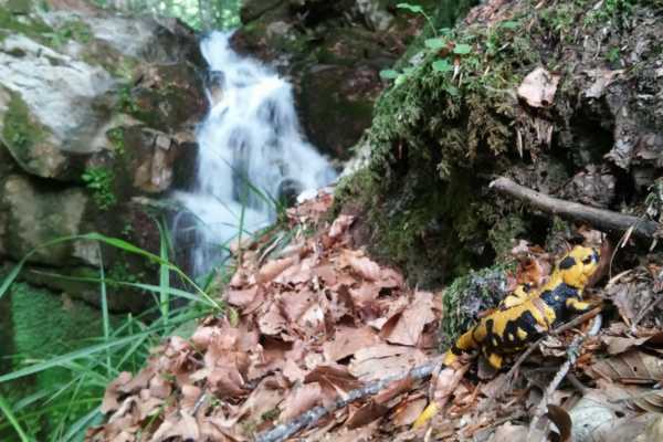 Trekking privato al bosco delle fate di Gambarie a Reggio Calabria