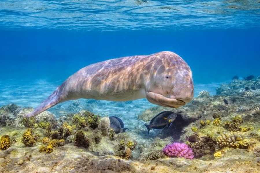 El Gouna Tours 10 Days Cairo Nile Cruise and Red sea Christmas Holiday package