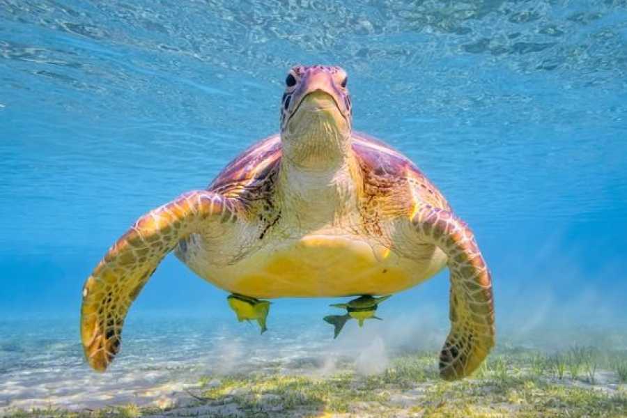 El Gouna Tours 10 Days Cairo Nile Cruise and Red sea Christmas Holiday package