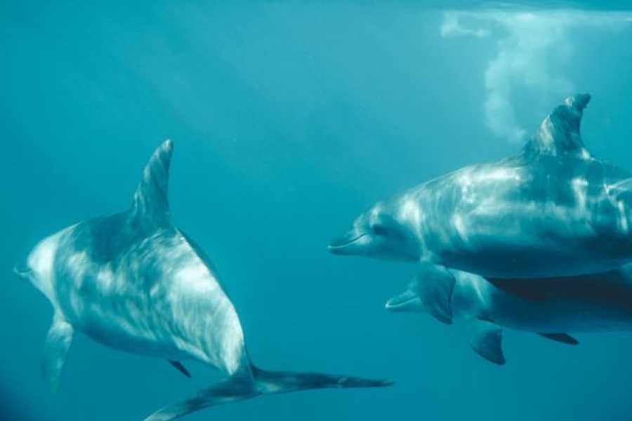 El Gouna Tours 10 Days Cairo Nile Cruise and Red sea Christmas Holiday package