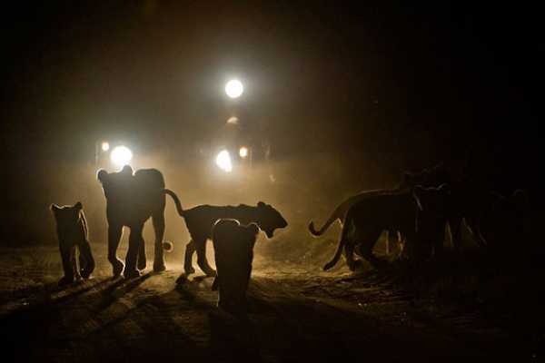 MANYARA NATIONAL PARK NIGHT GAME DRIVE
